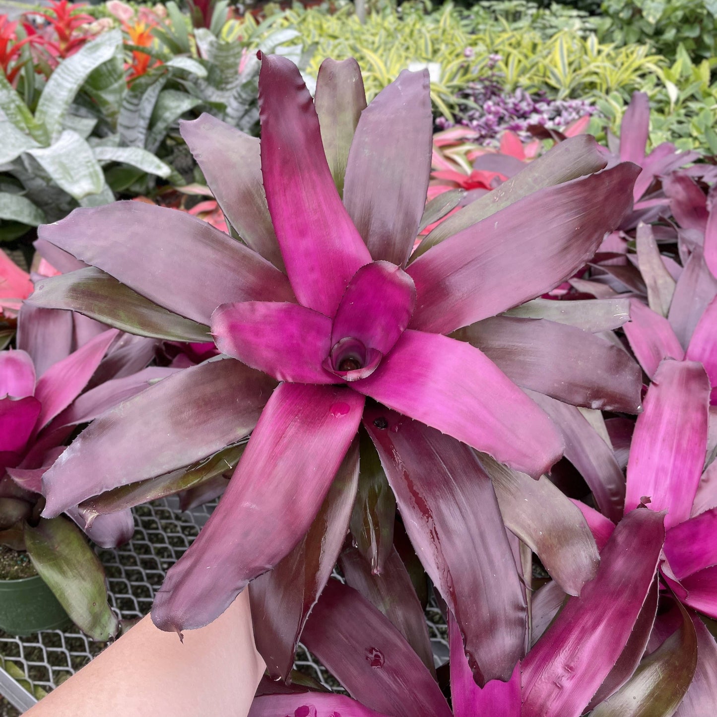 Bromeliad Neoregelia 'Neos' - Live Plant - Assorted