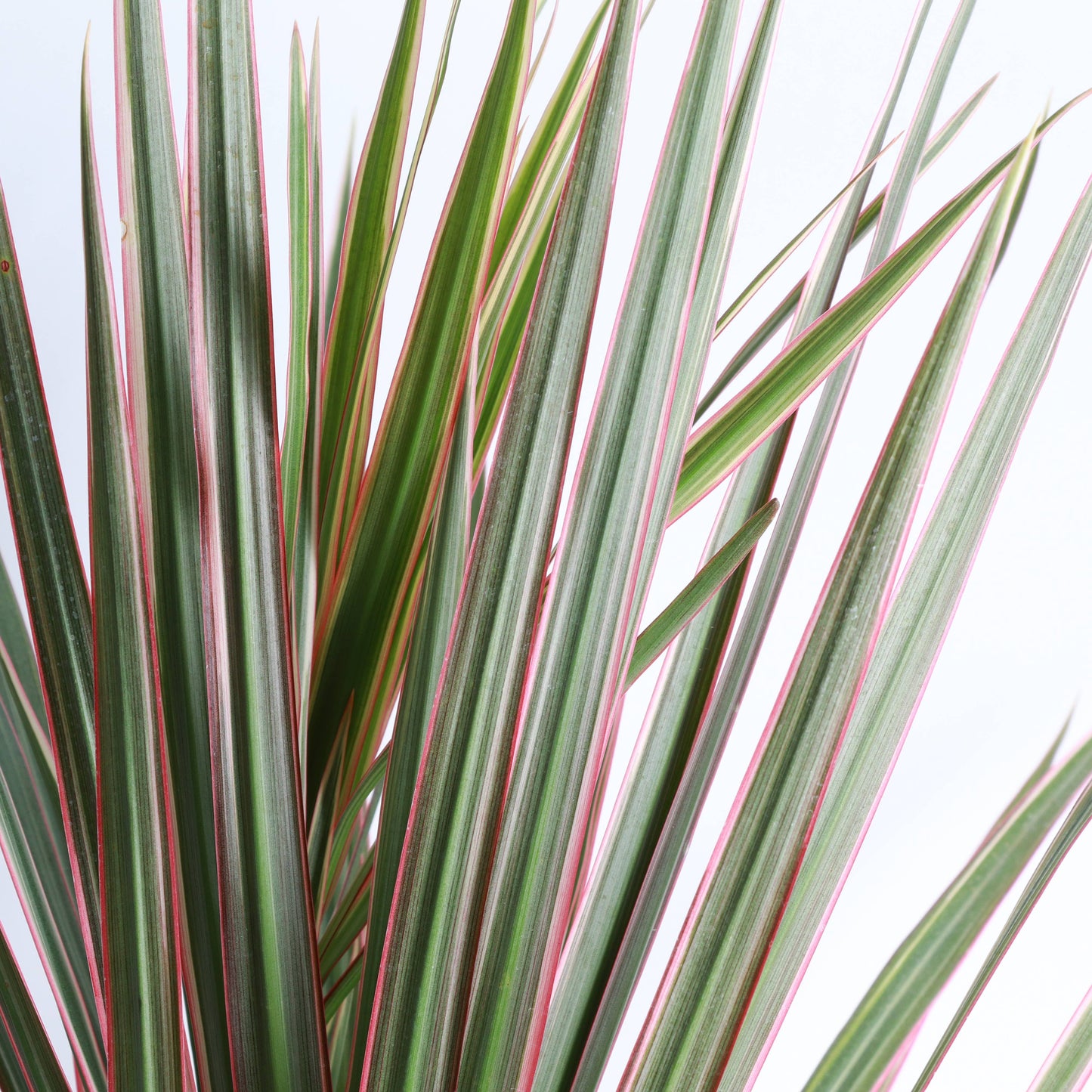 Dracaena Marginata, Dragon Tree - Live Plant