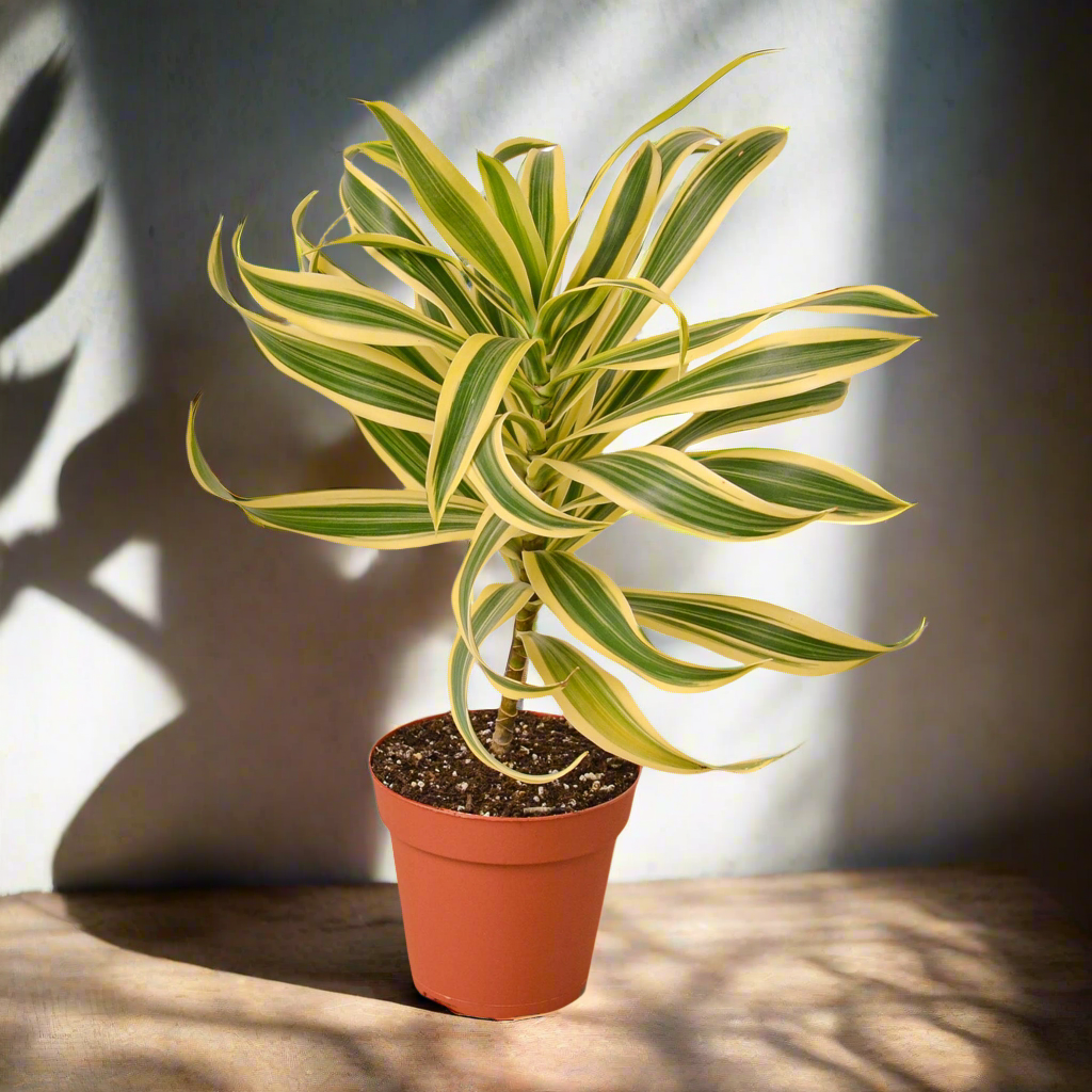 Dracaena 'Song of India'