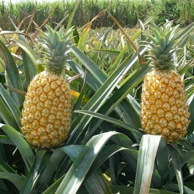 Queen Victoria Pineapple Fruit Seeds – Heirloom Variety for Unique Garden-Grown Pineapples