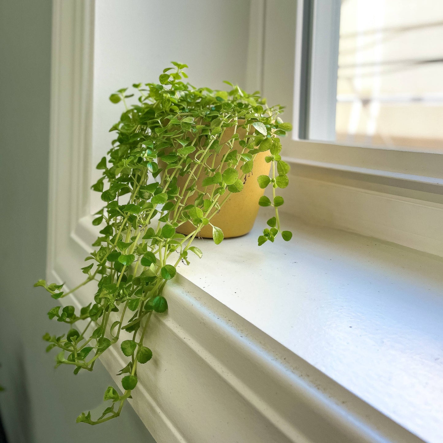 Pilea Depressa 'Green Baby Tears'