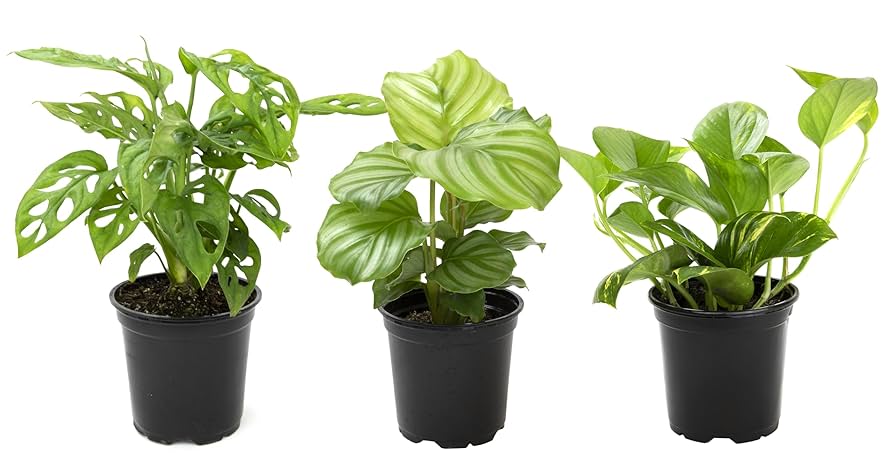 Mystery Mini Plant Bundle