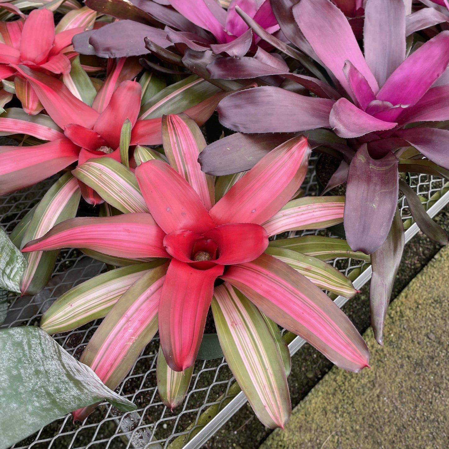 Bromeliad Neoregelia 'Neos' - Live Plant - Assorted