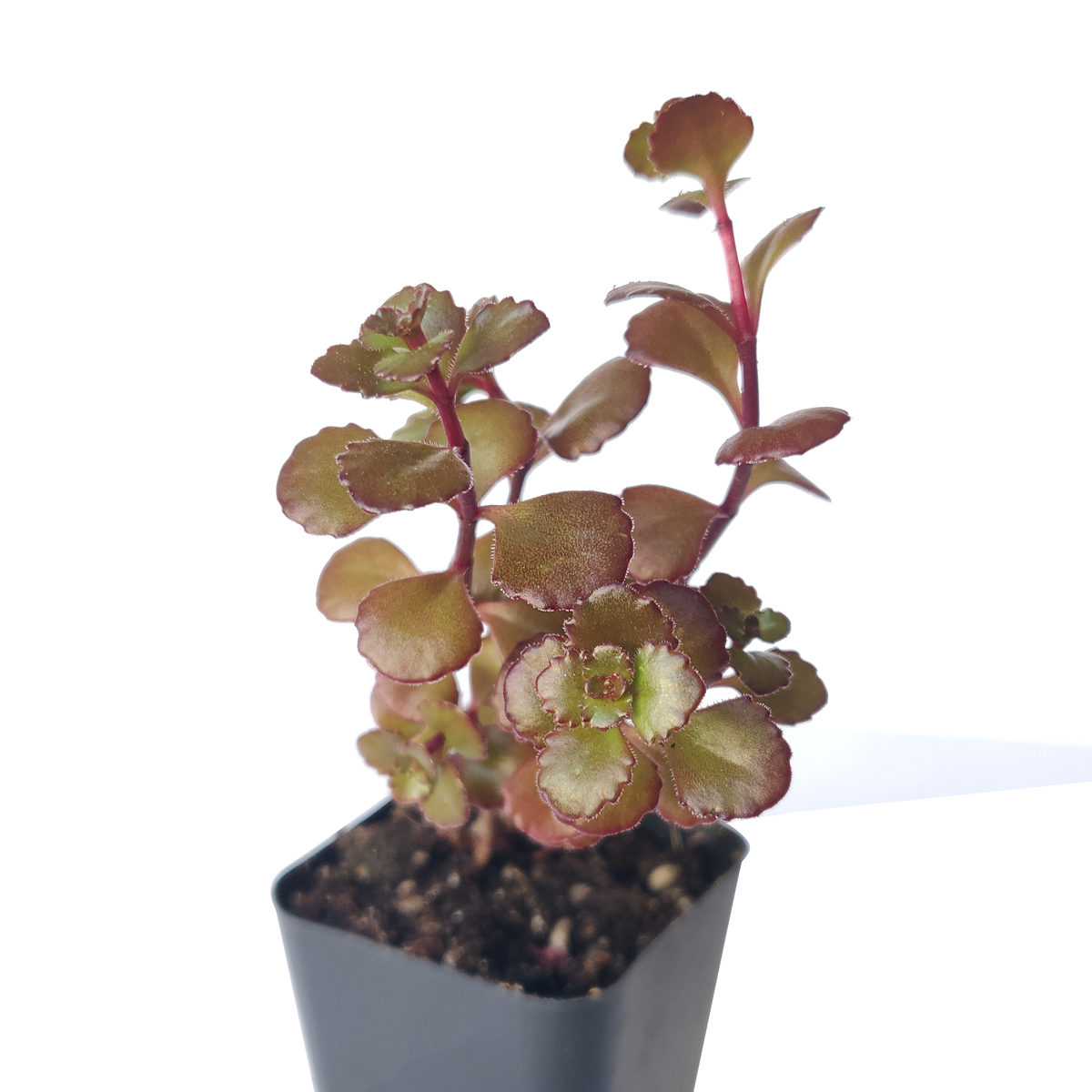 Dragon's Blood Sedum