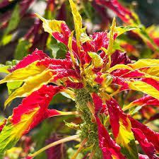 Amaranthus Tricolor Seeds for Planting – Heirloom, Non-GMO Ornamental Foliage with Vibrant Color for Garden Beds & Borders