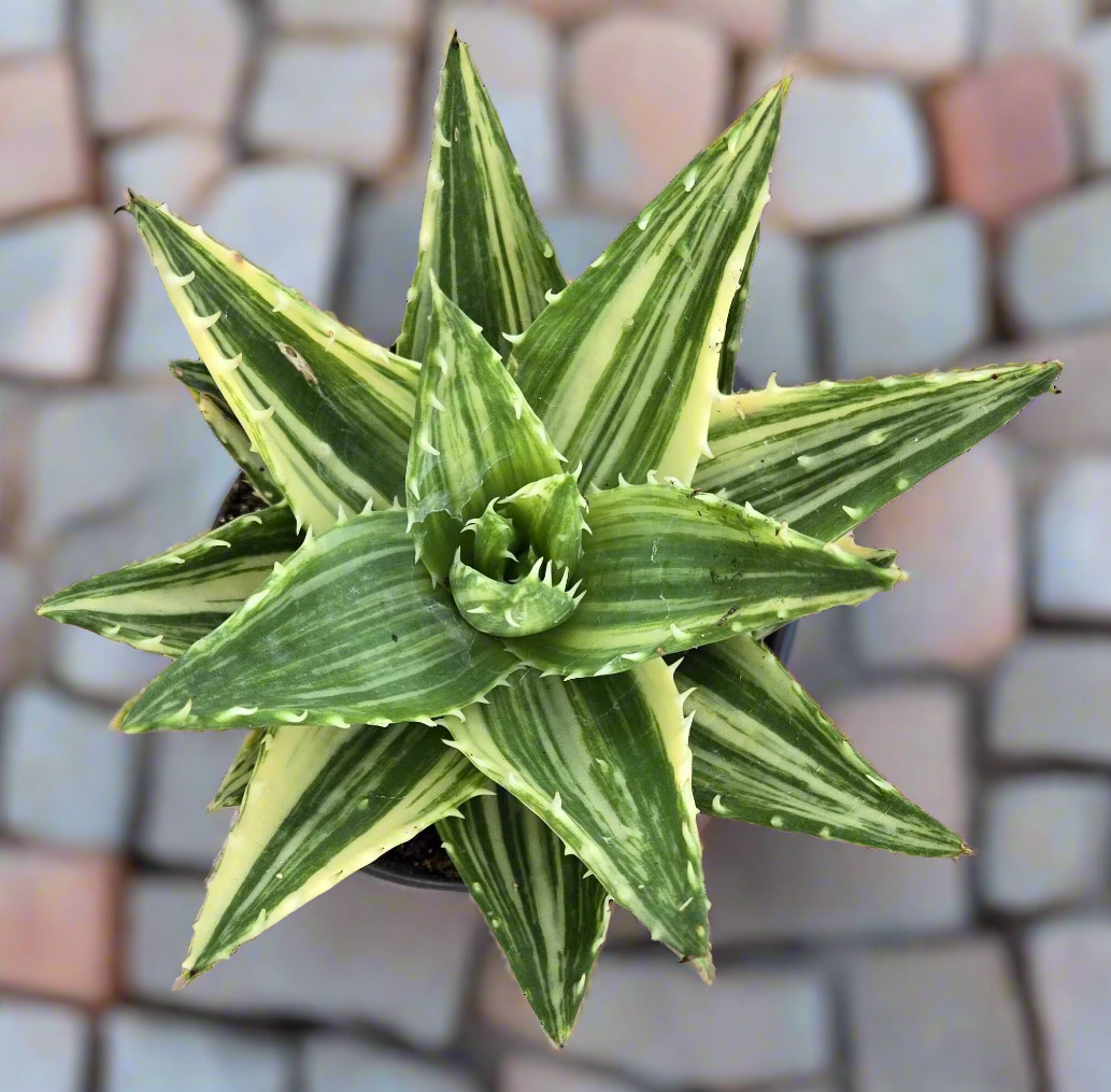 Aloe Nobilis Variegata