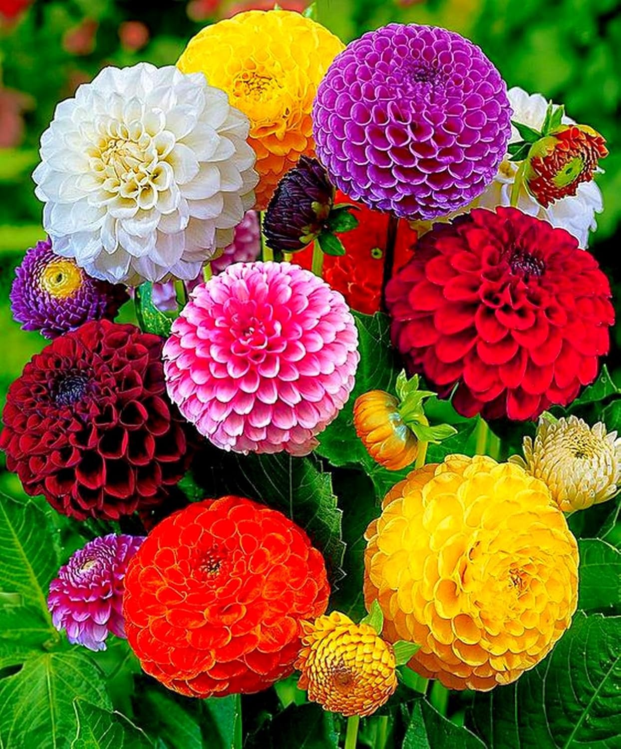 Dahlia Pinnata Flower Seeds – Heirloom, Non-GMO Vibrant Garden Blooms
