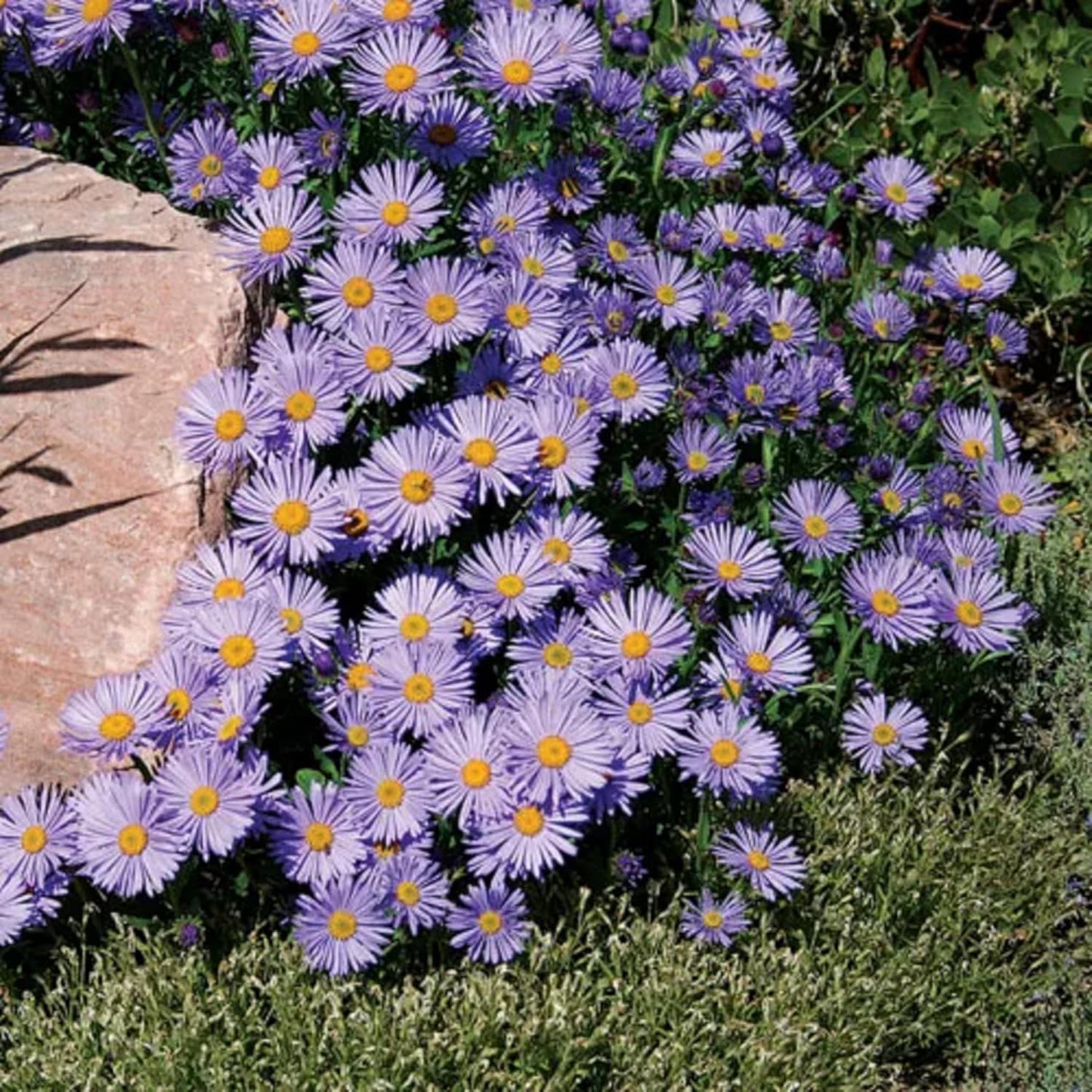 Aster Alpinus Flower Seeds – Heirloom, Non-GMO Alpine Garden Blooms