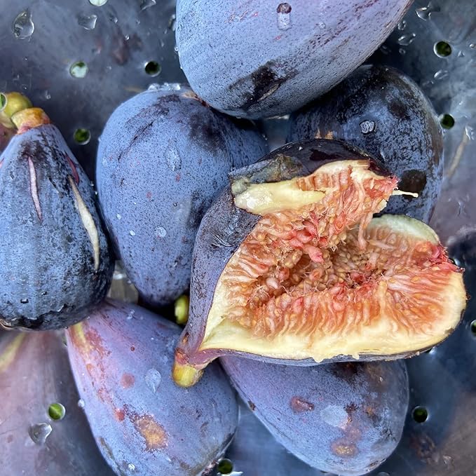 Black Mission Fig Seeds – Heirloom Non-GMO Fruit Seeds for Garden Planting