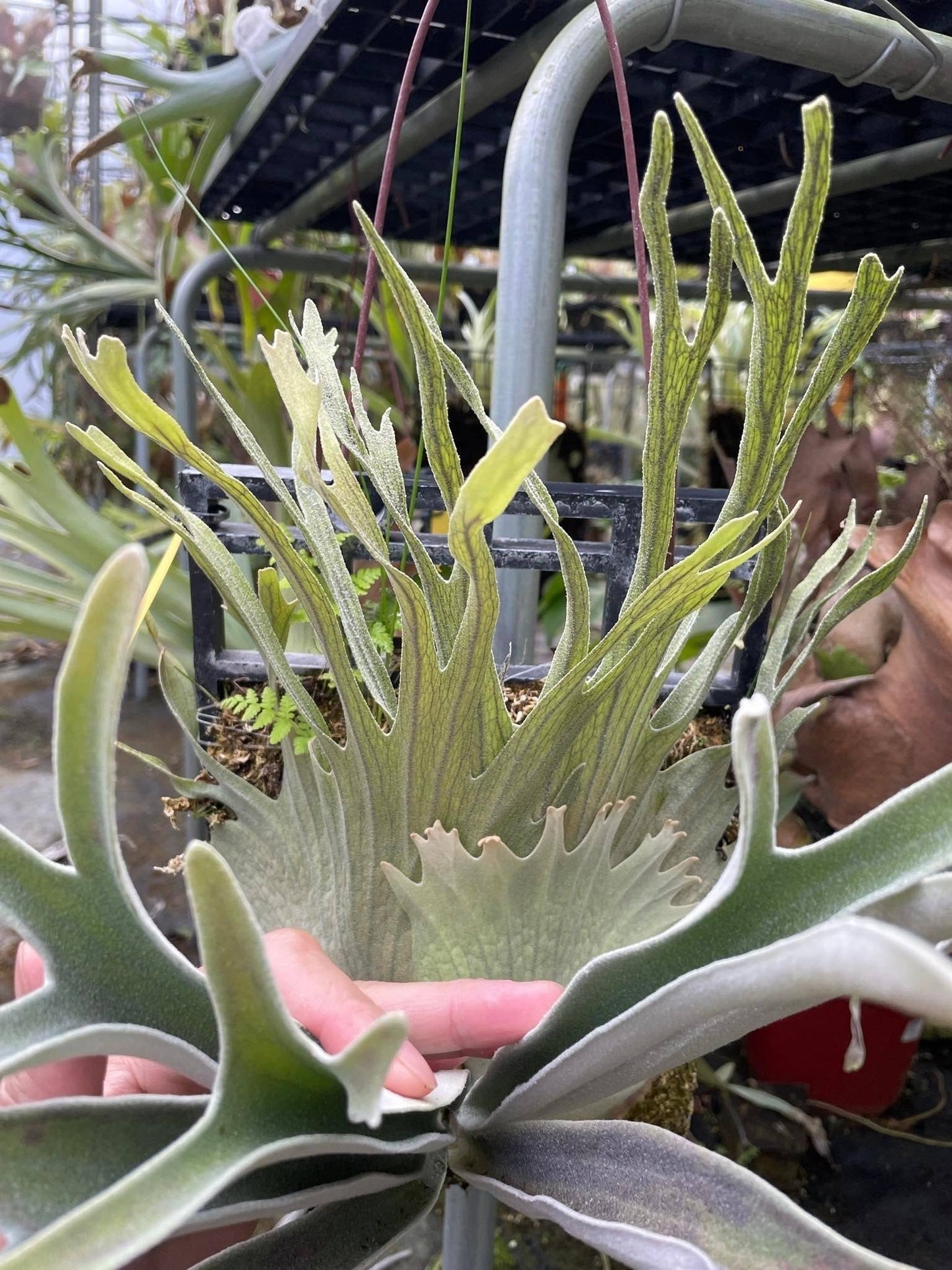 Platycerium veitchii Auburn River Spore – Rare Silver Staghorn Fern Variety | Live Spore Plant