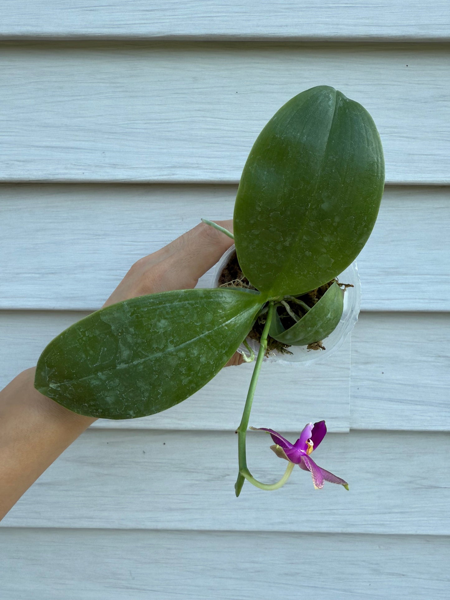 Phalaenopsis Summer Red Rose x bellina var. pink – Rare Hybrid Orchid | Live Plant
