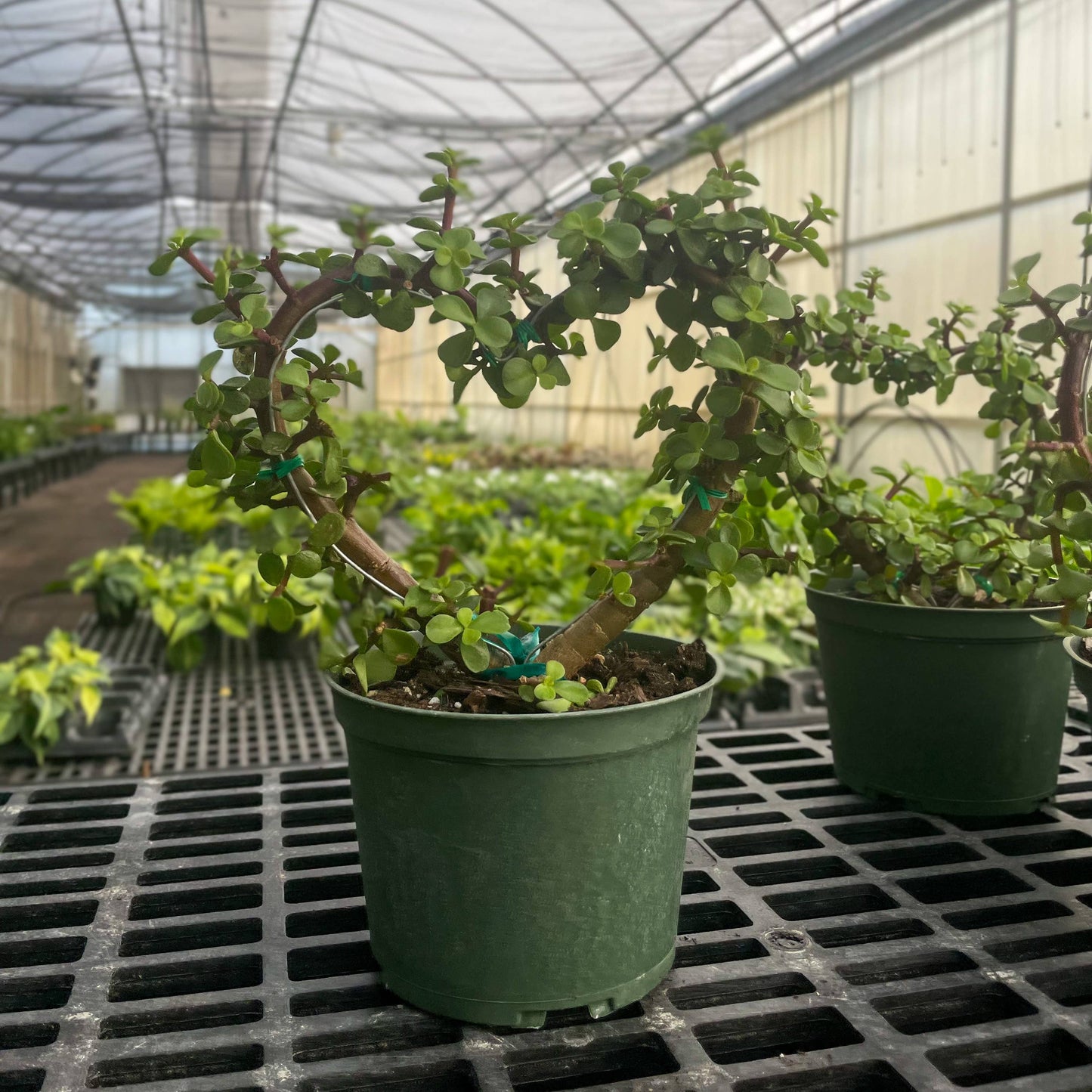 Jade Heart Bonsai