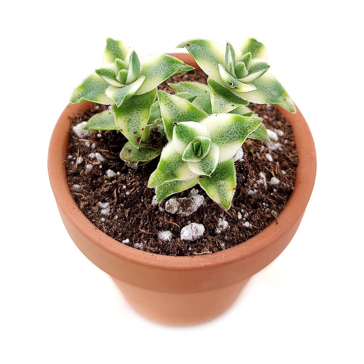 Variegated String of Buttons - Rare Succulent