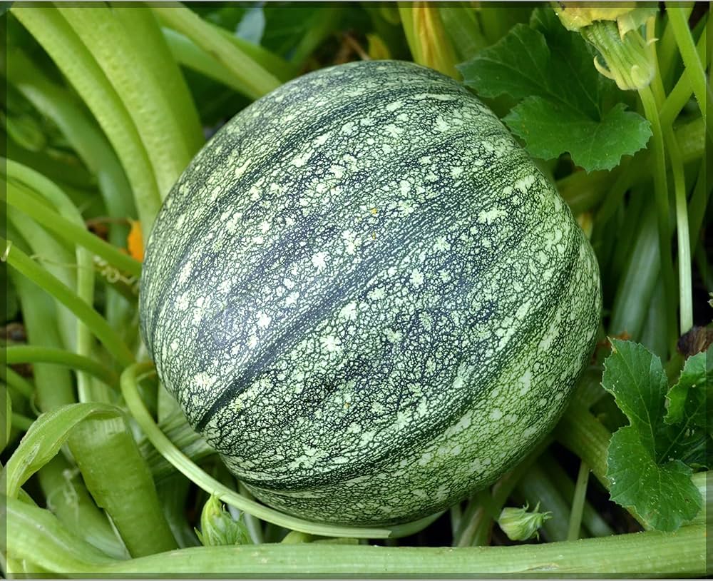 Green Round Zucchini Squash Seeds for Planting – Heirloom, Non-GMO, High-Yield Summer Vegetable Seeds
