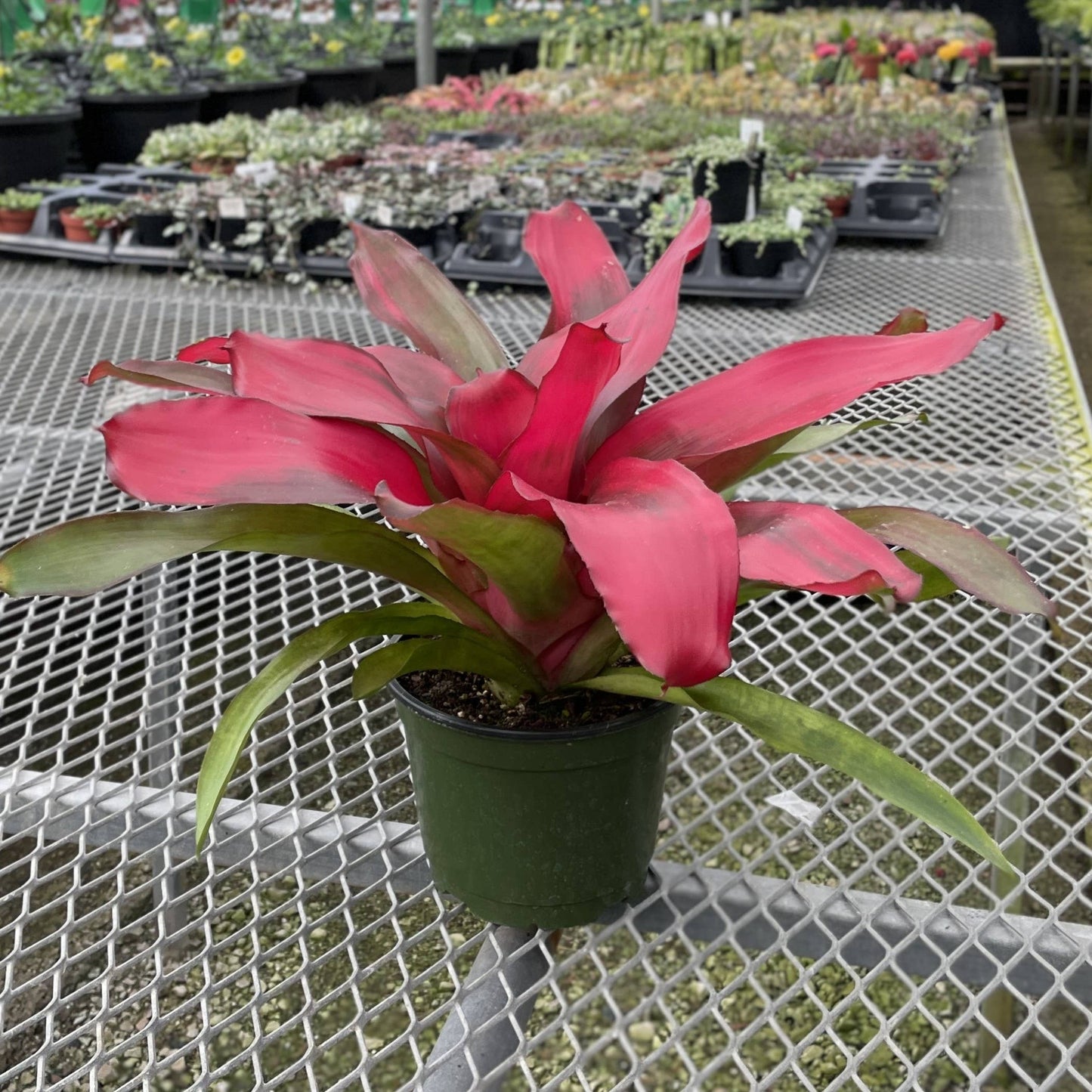 Bromeliad Neoregelia 'Neos' - Live Plant - Assorted
