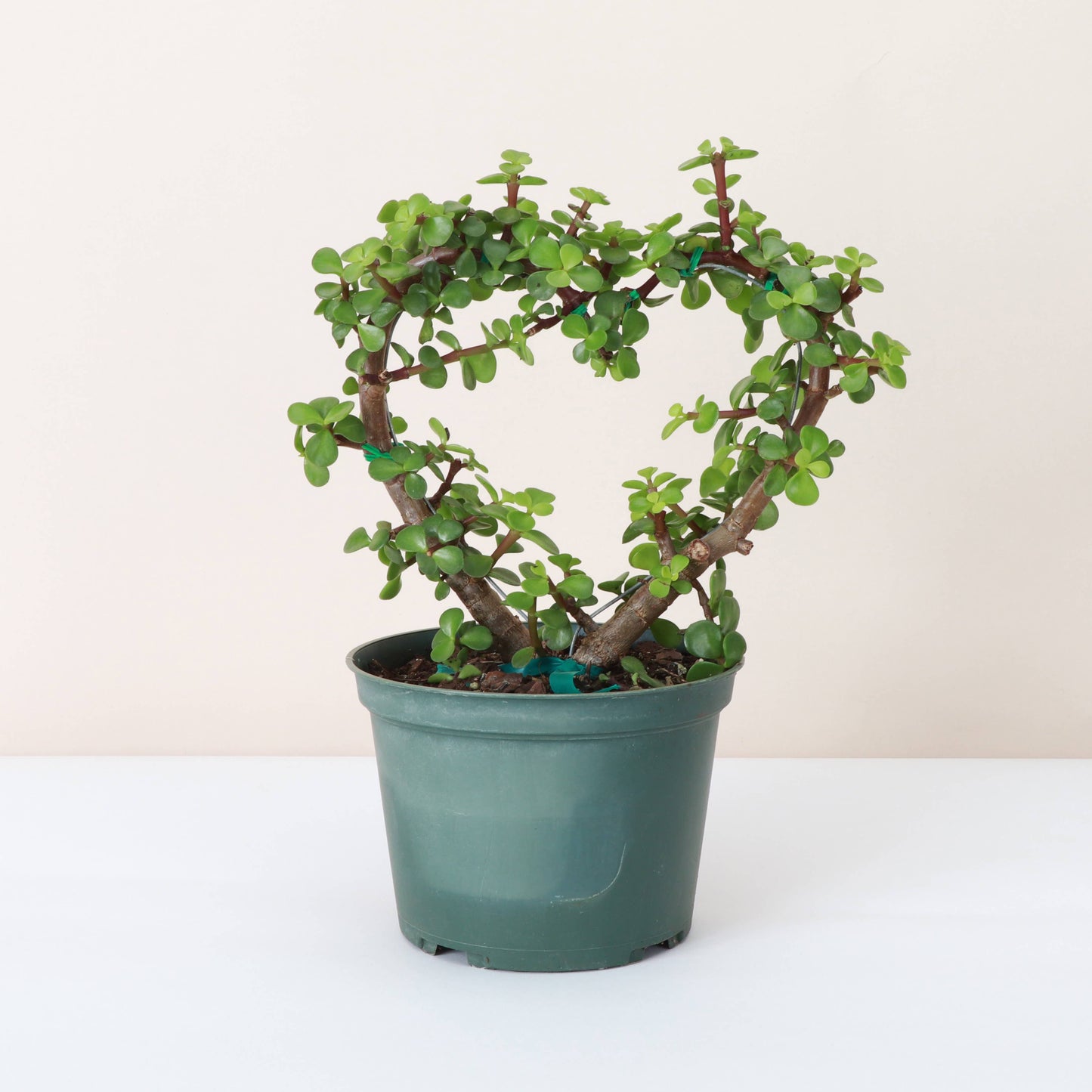 Jade Heart Bonsai