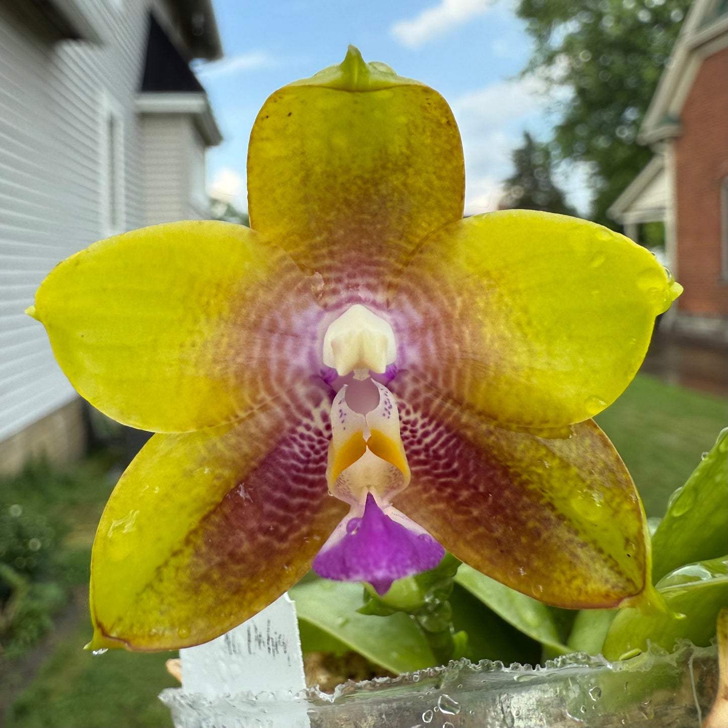 Phalaenopsis Smiley Bluebird x Mituo Princess 'Blue Jewel' – Fragrant Novelty Orchid Hybrid | Live Plant