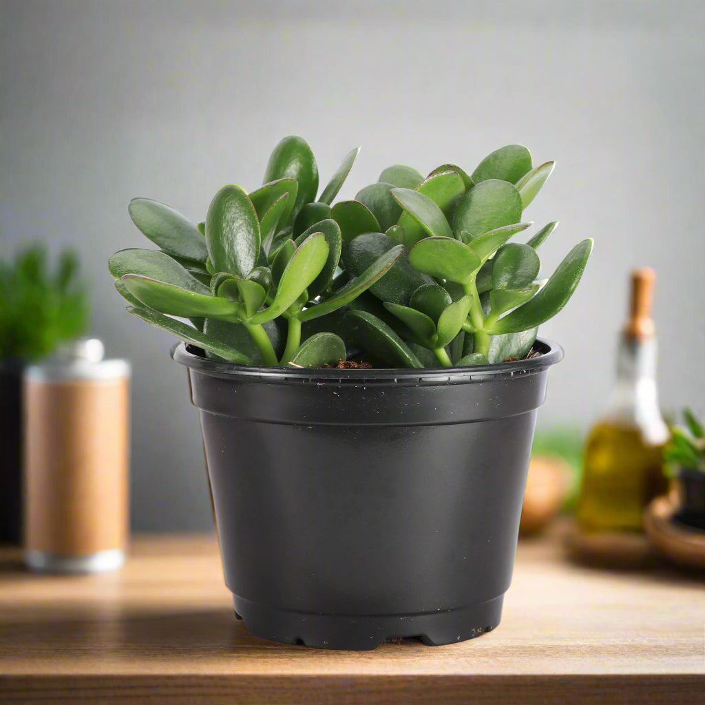 Succulent Crassula 'Jade'