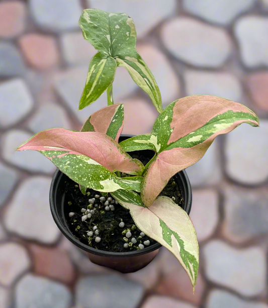 Syngonium 'Tricolor'