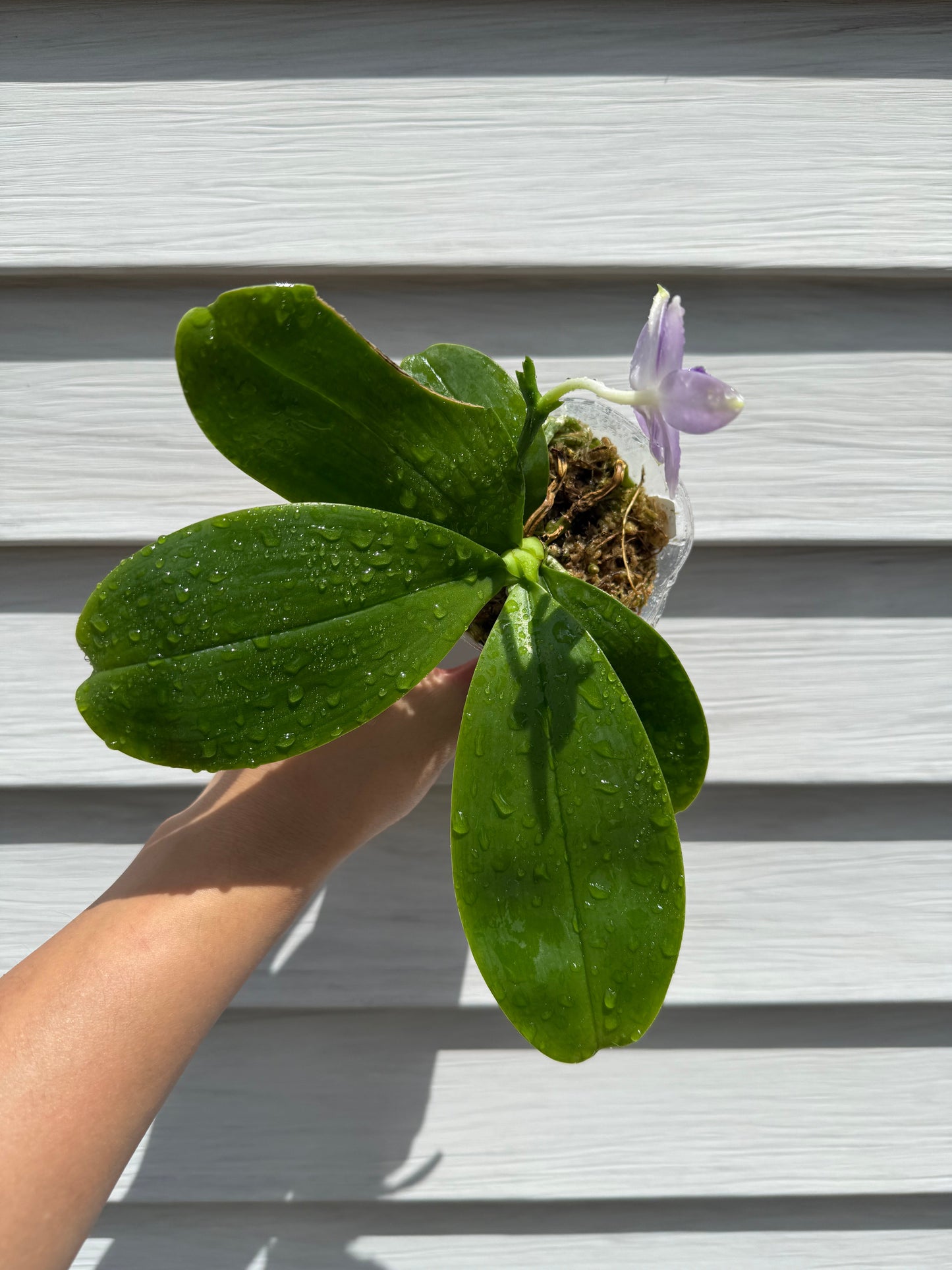 Phalaenopsis Mainshow Purple Blueorch Elf x Mainshow Sapphire – Rare Orchid Hybrid | Seedling Bloom