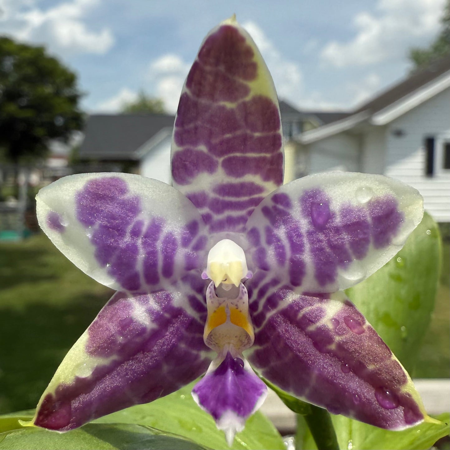 Phalaenopsis Mainshow Blue Wave x Mainshow Blue Elf – Rare Orchid Hybrid | Seedling Bloom