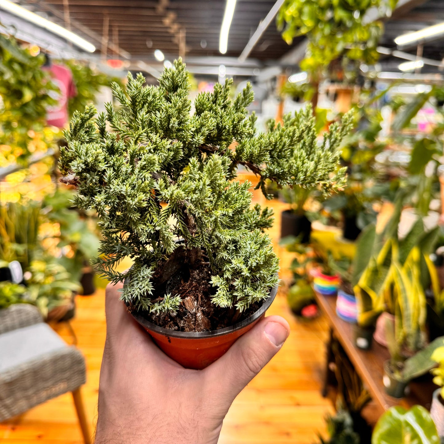 Bonsai 'Procumbens Nana'