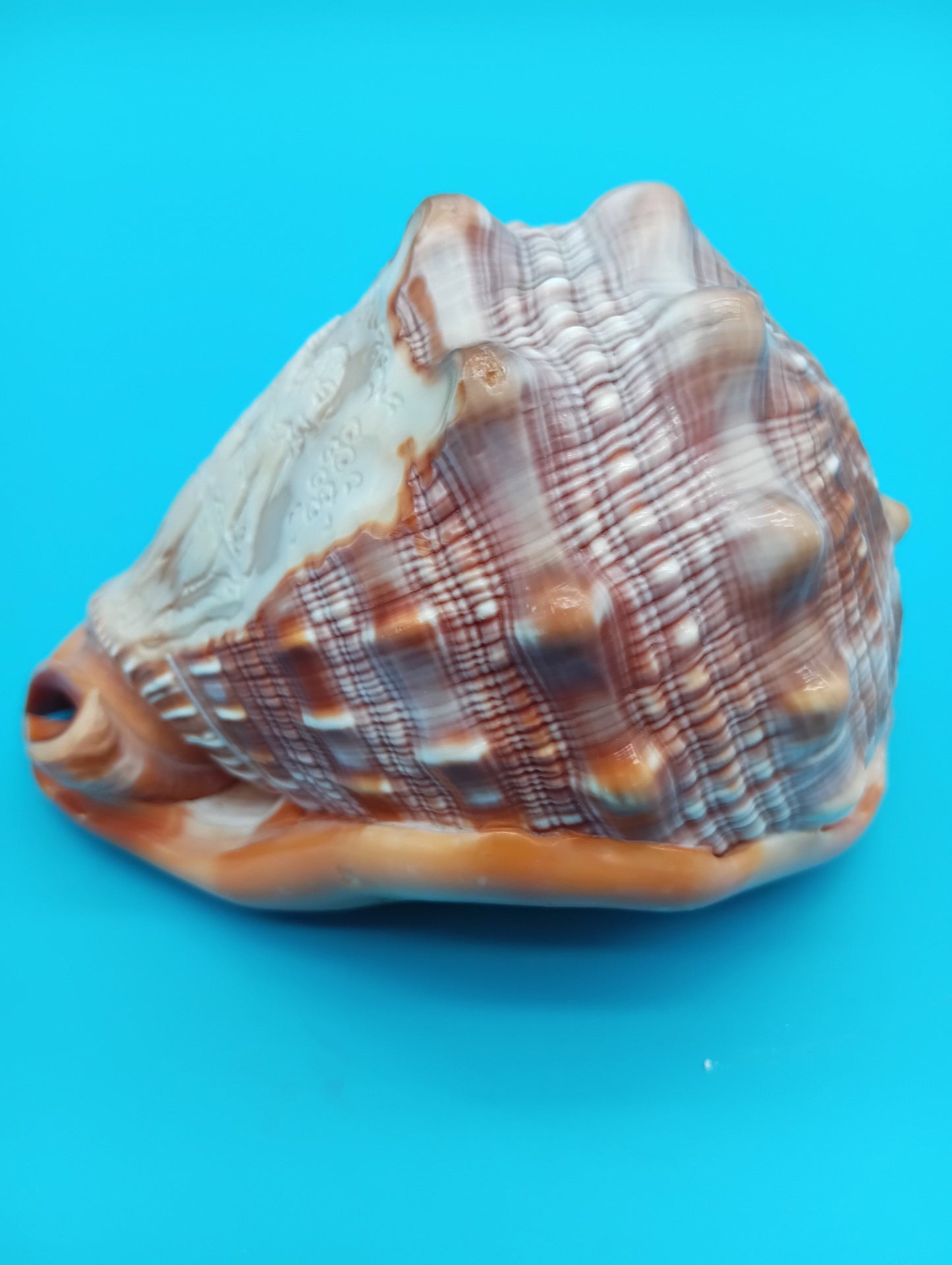 Signed Carved Cameo Three Graces Shell 4.7" – Premium Coastal Decor Accent