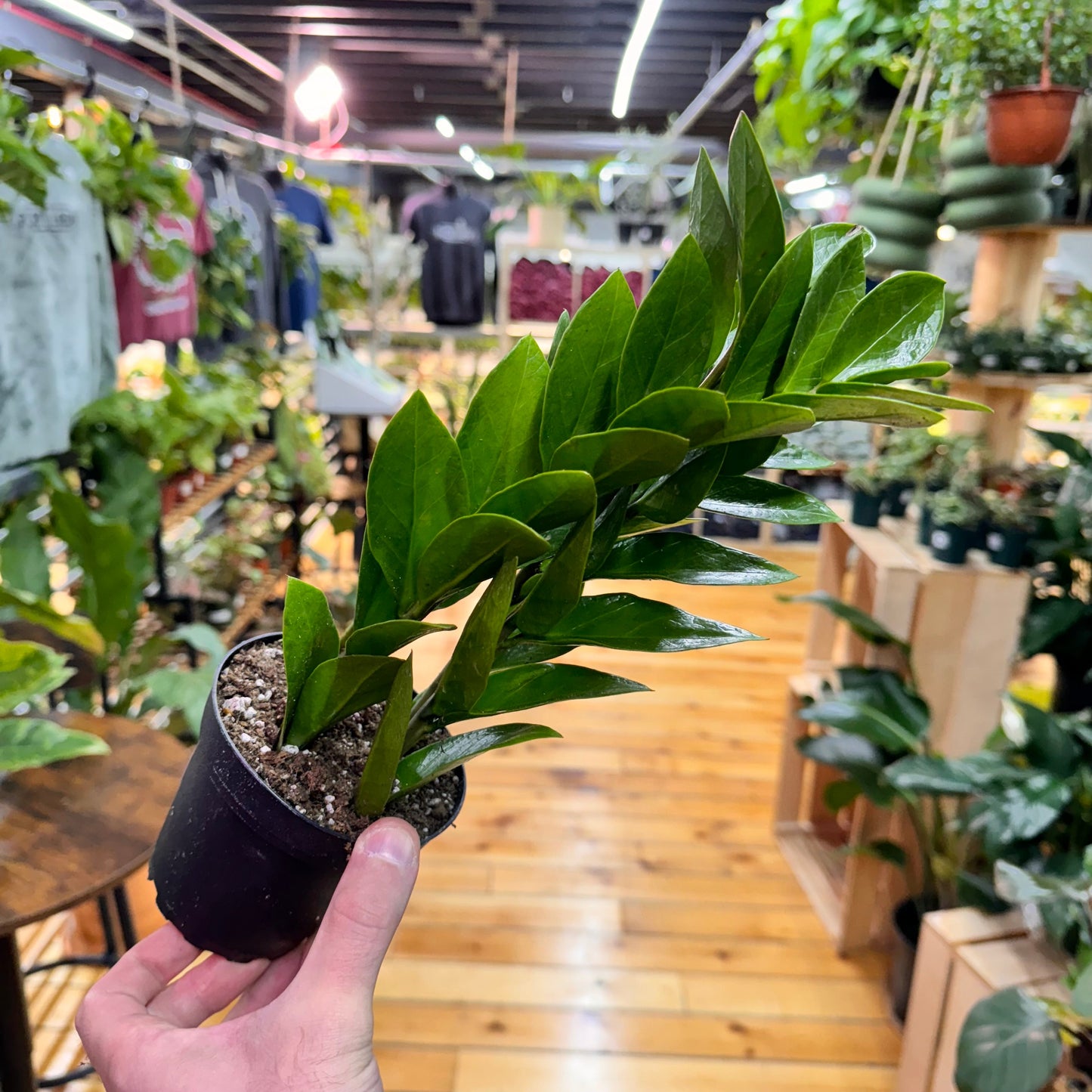 Zamioculcas zamiifolia 'ZZ Plant' – Easy Care Indoor Houseplant