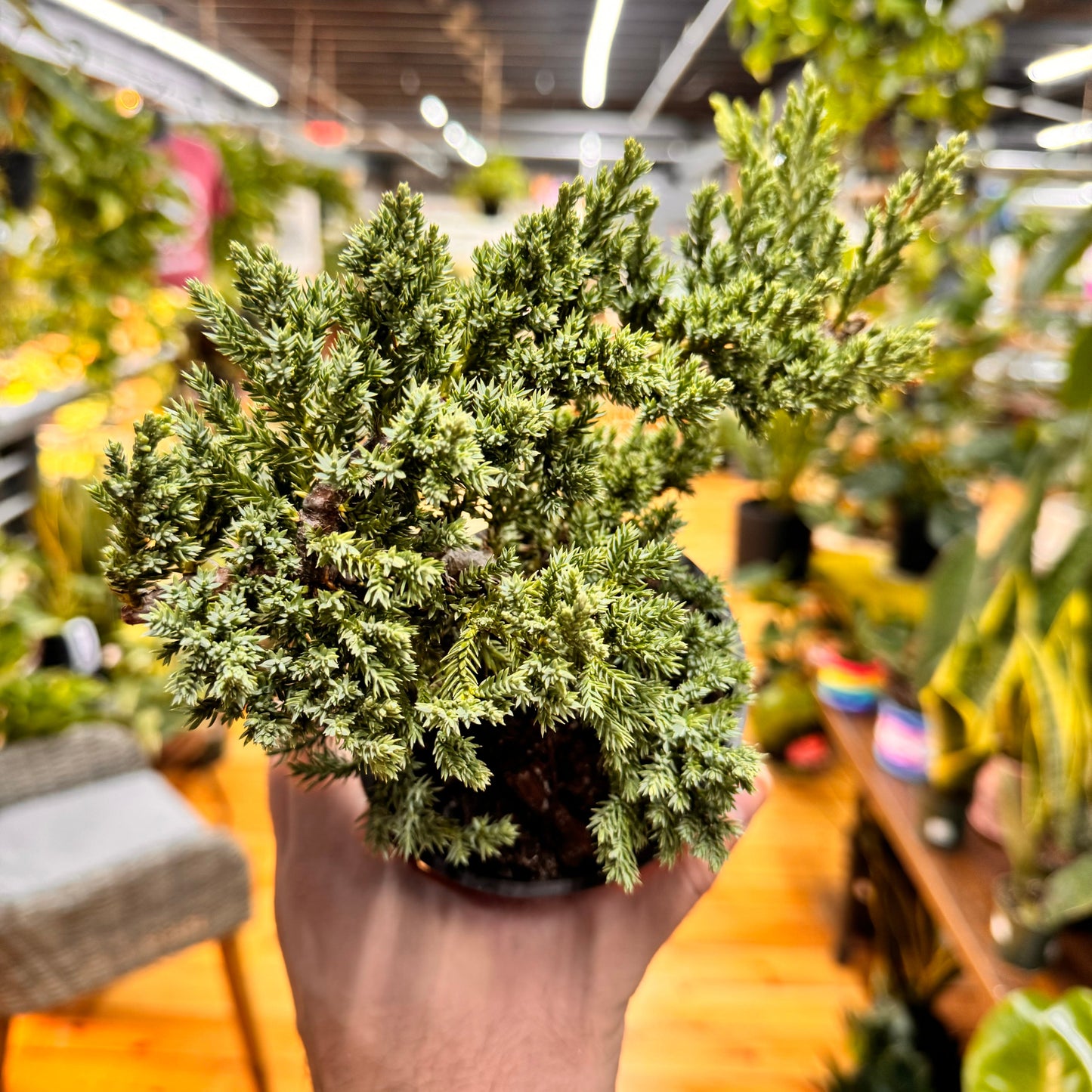 Bonsai 'Procumbens Nana'