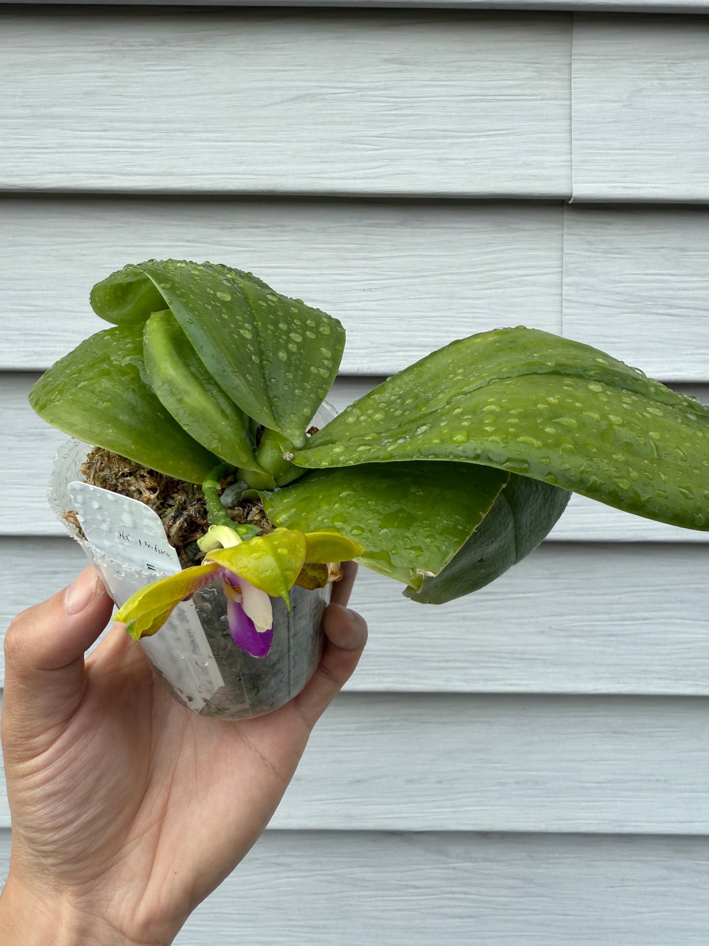 Phalaenopsis Smiley Bluebird x Mituo Princess 'Blue Jewel' – Fragrant Novelty Orchid Hybrid | Live Plant