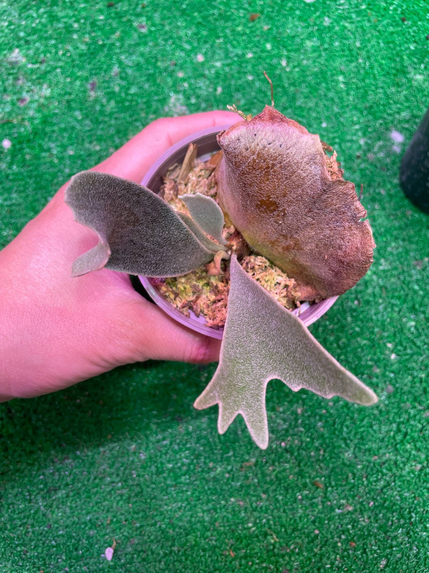 Platycerium willinckii “Spur” Dwarf – Rare Miniature Staghorn Fern | Live Pup