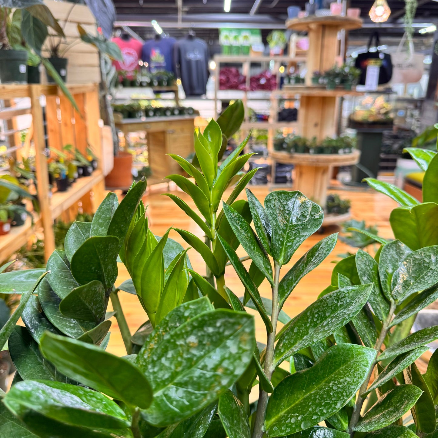 Zamioculcas zamiifolia 'ZZ Plant' – Easy Care Indoor Houseplant