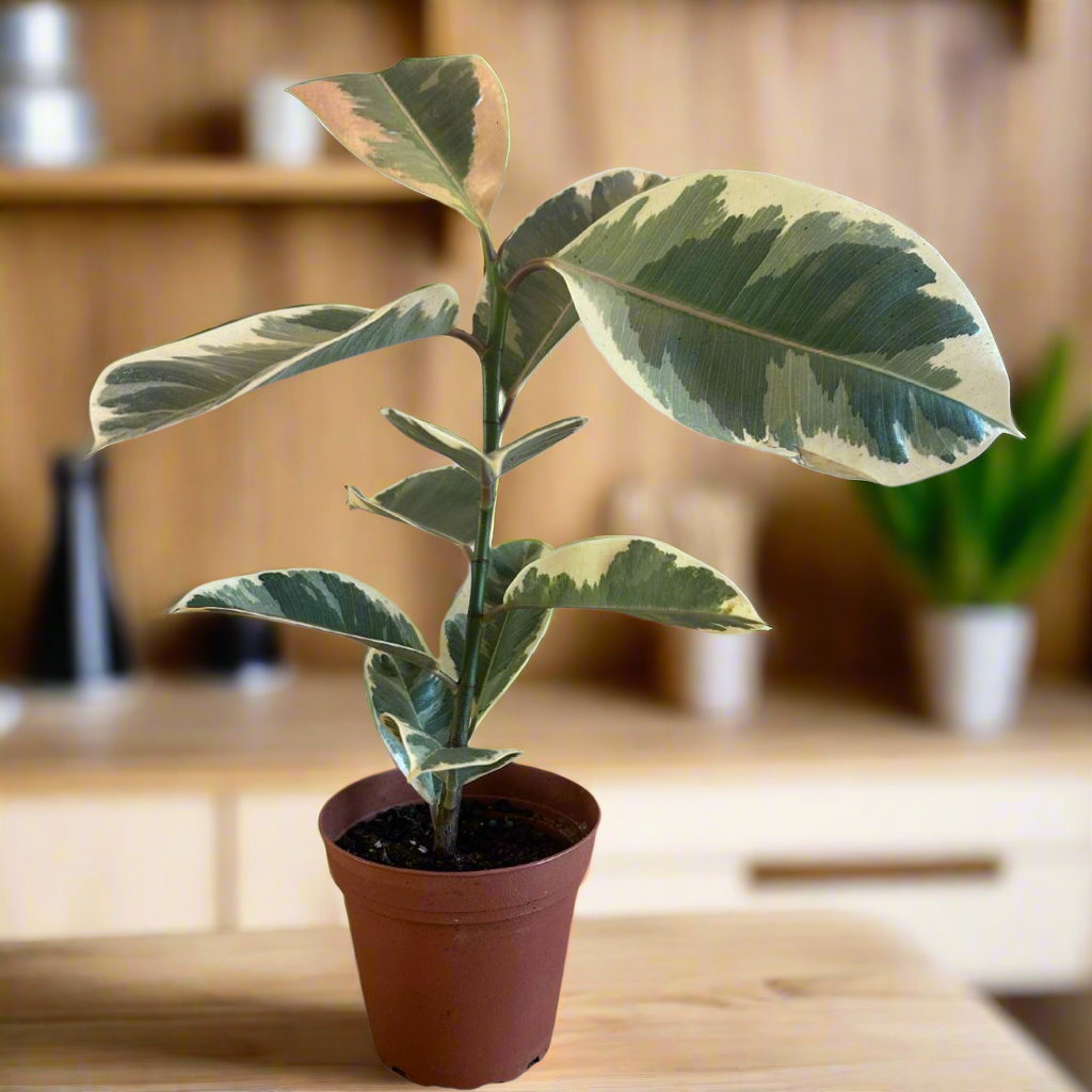 Ficus Elastica 'Tineke'