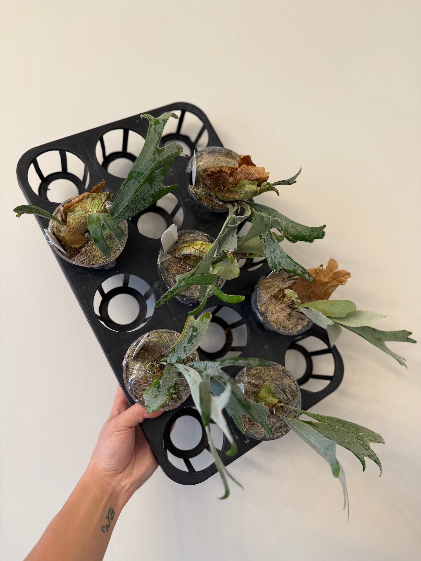 Platycerium Moonlight SBD#1 spore