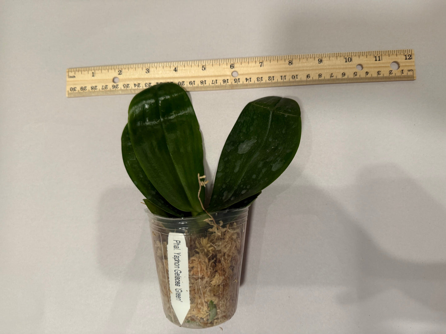 Phalaenopsis Yaphon Gelacea ‘Green’ – Rare Yellow Hybrid Orchid | Live Plant