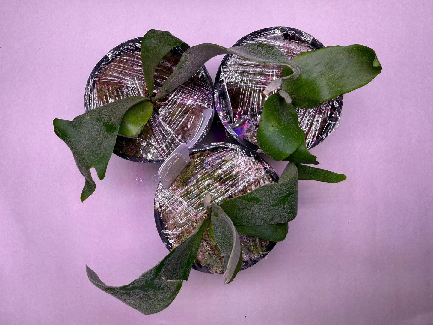 Platycerium Willinckii Little Crown SBD#1 spore