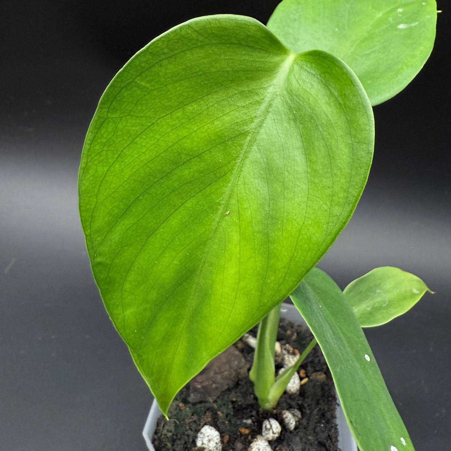 Monstera deliciosa sierrana (538)