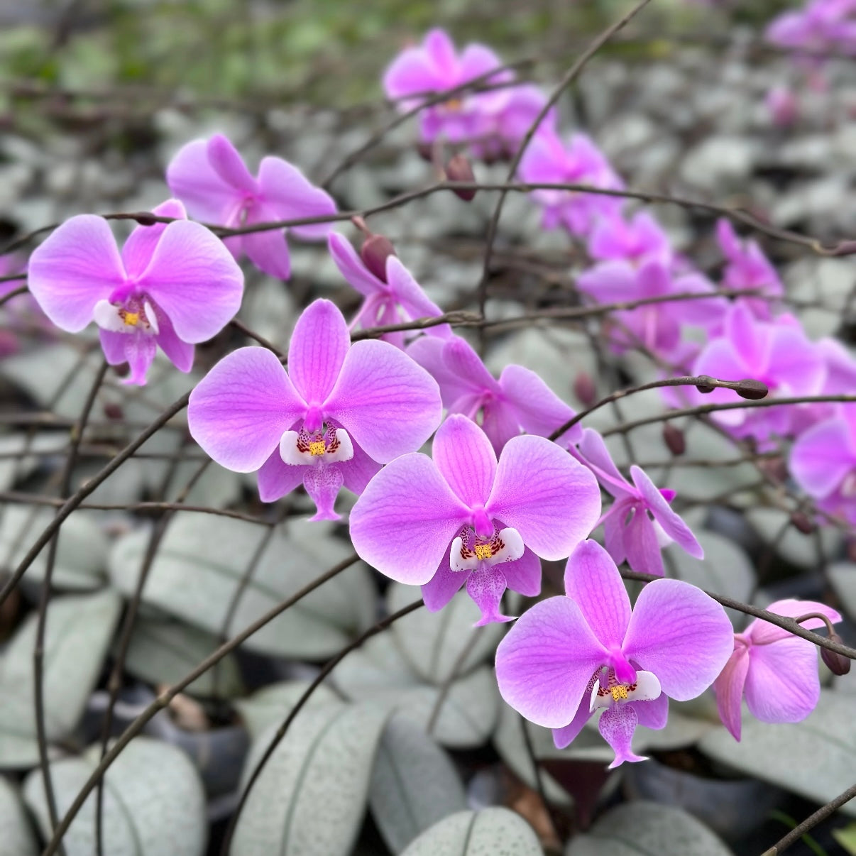 Phalaenopsis schilleriana “Silver Moonlight” – Rare Fragrant Orchid Species | Live Plant