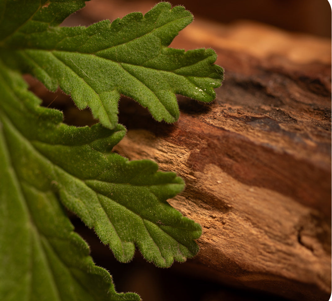 Citronella Palo Santo Incense 30pk