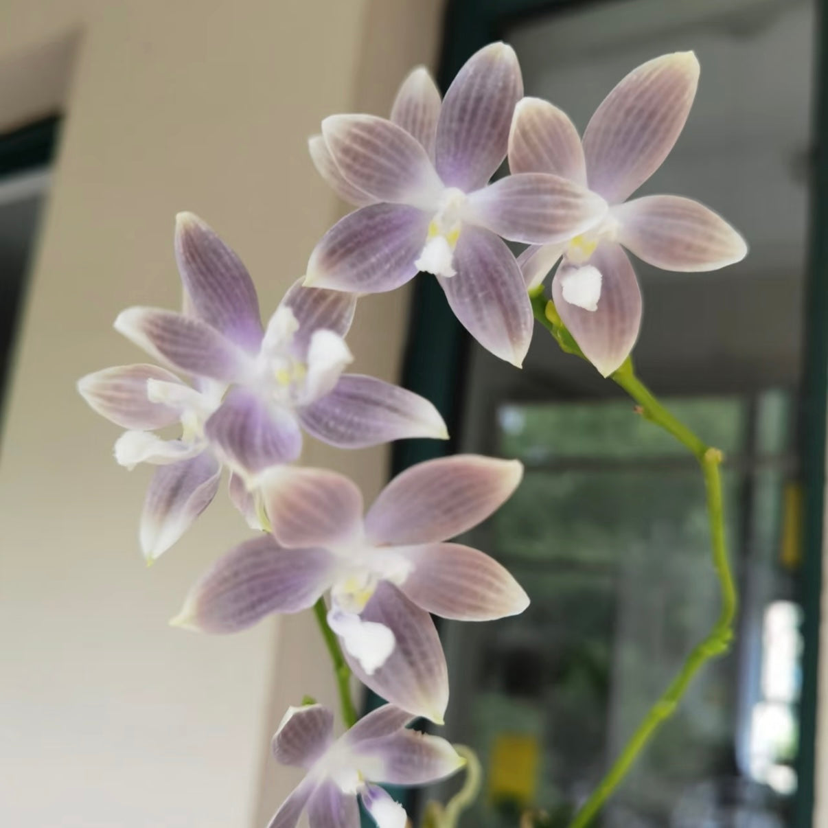 Phalaenopsis speciosa ‘Taro’ – Rare Lavender Orchid Species | Live Plant