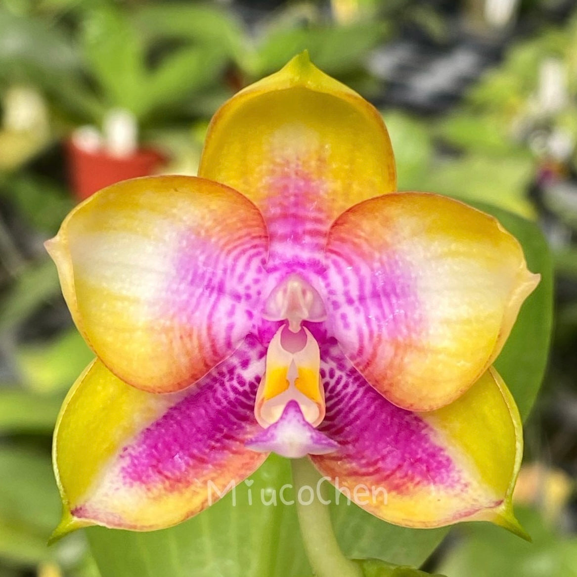 Phalaenopsis (Yaphon Red Bear x Mituo Prince) 'MS' – Rare Hybrid Orchid | Live Plant