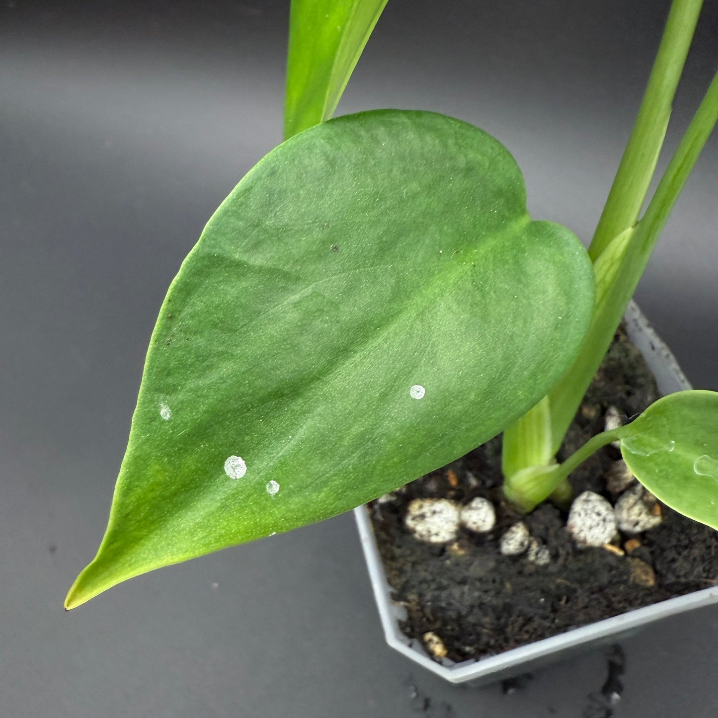 Monstera deliciosa sierrana (538)