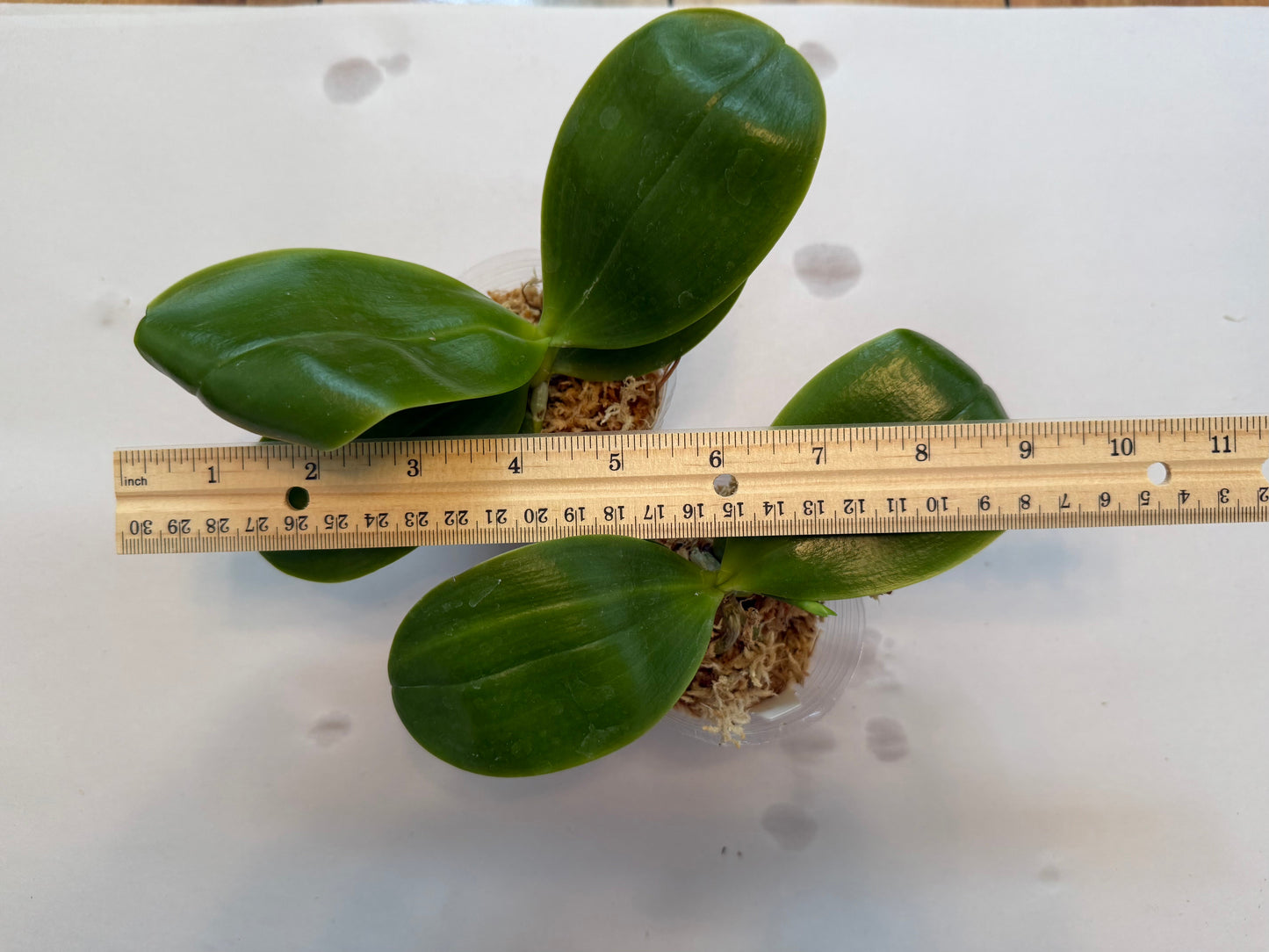 Phalaenopsis (Yaphon Red Bear x Mituo Prince) 'MS' – Rare Hybrid Orchid | Live Plant