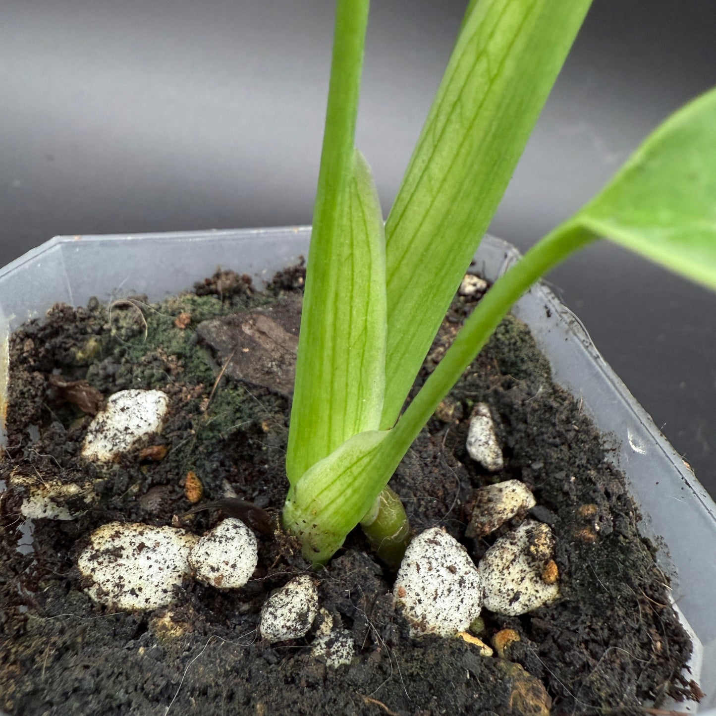 Monstera deliciosa sierrana (538)
