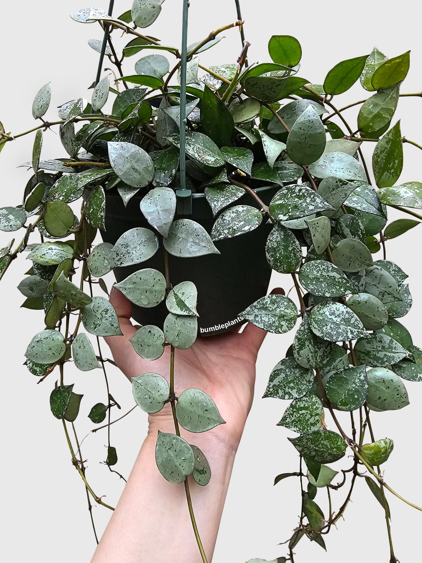 Hoya Krohniana Super Eskimo