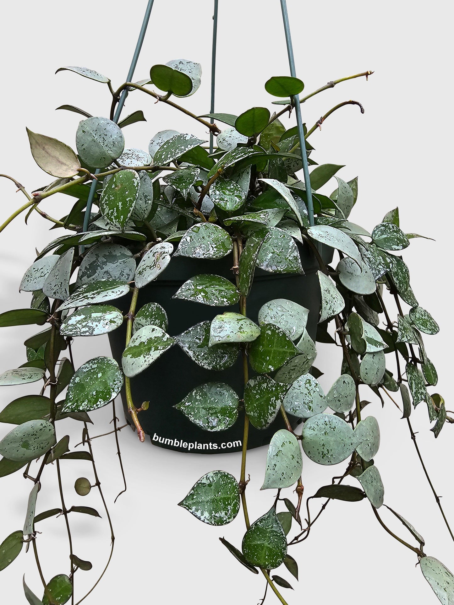 Hoya Krohniana Super Eskimo