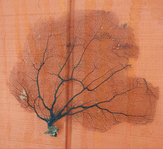 Natural Black Sea Fan Coral Bahama/ Caribbean Gorgonia
