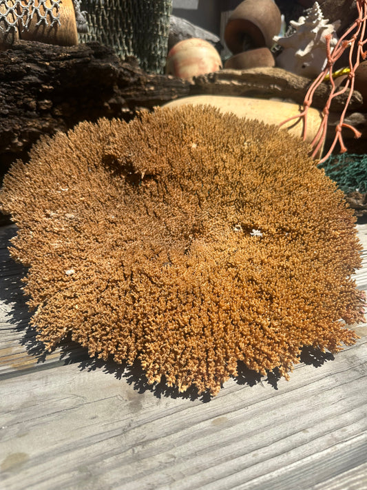 Natural Vintage Table Coral - 15x14x6" Warm Coloring