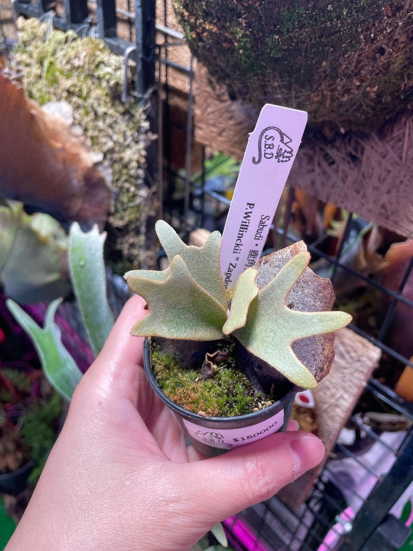 Platycerium Willinckii “Zapdos”