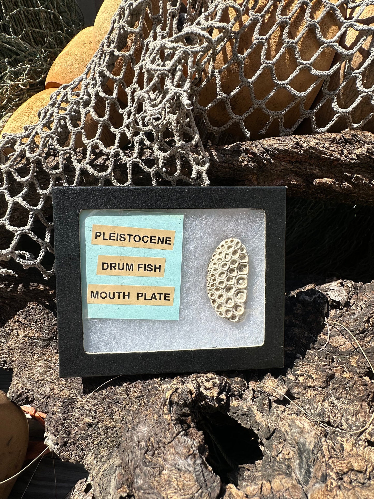 Fossilized Drum Mouth Plate with Display Case